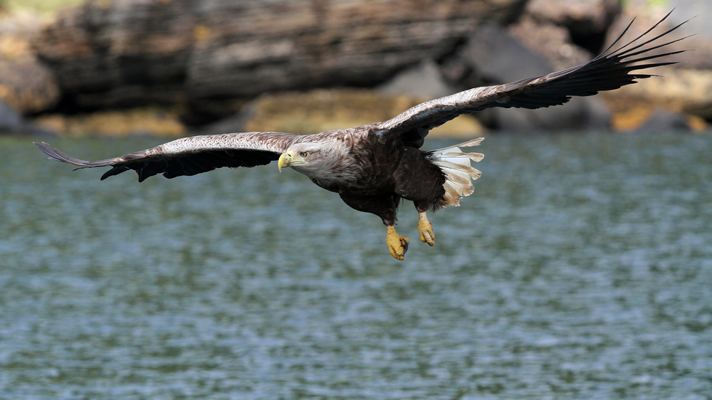 Sea Eagle