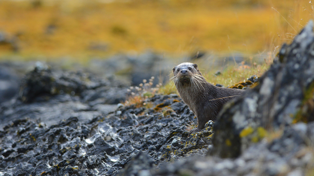 Otter