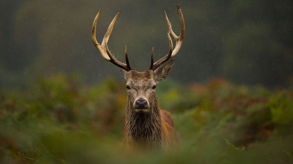 Red Stag